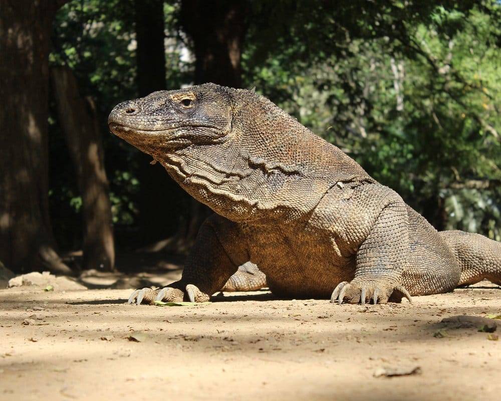 3D 2N Komodo Tour