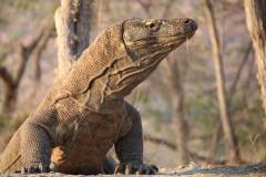 Komodo Country Tours