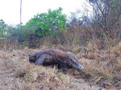 Komodo Country Tours